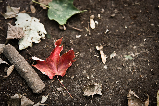 woods - autumn - Brimley Woods Park