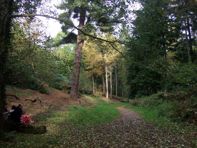 Woods - autumn - Leigh Woods