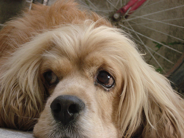 This reminds me so much of Rusty