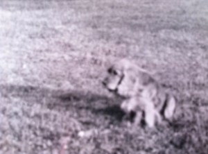 Rusty - my Cocker Spaniel