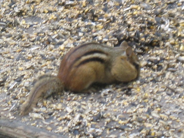 chipmunk