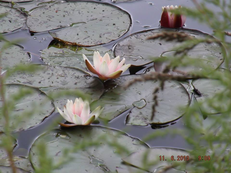Waterlilies in Claude Monet's Gardens