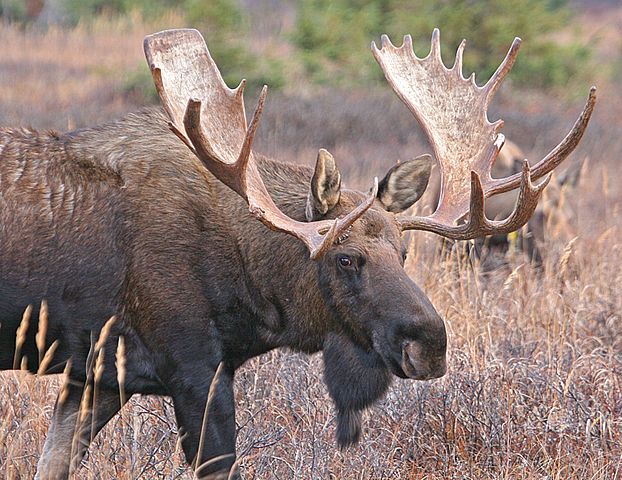 Alaska - big bull moose