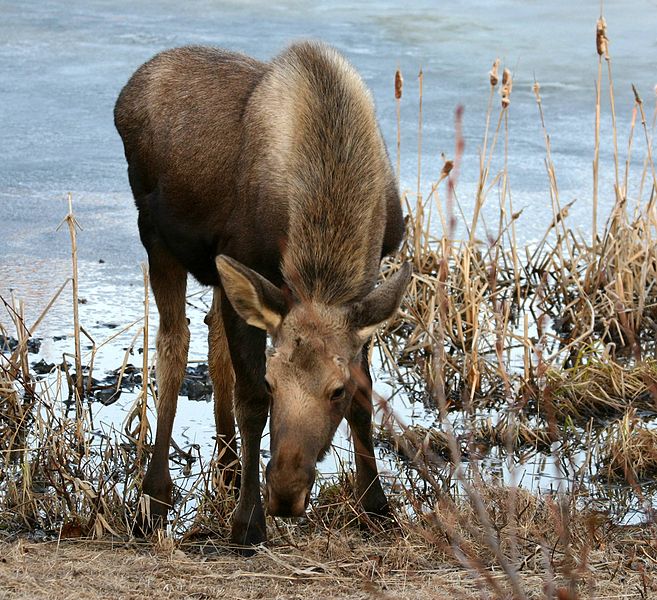 Young moose, Alaska