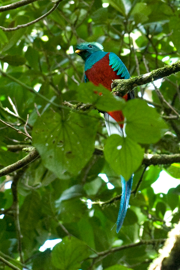 Costa Rica - Quetzal bird - Monteverde Cloud Forest