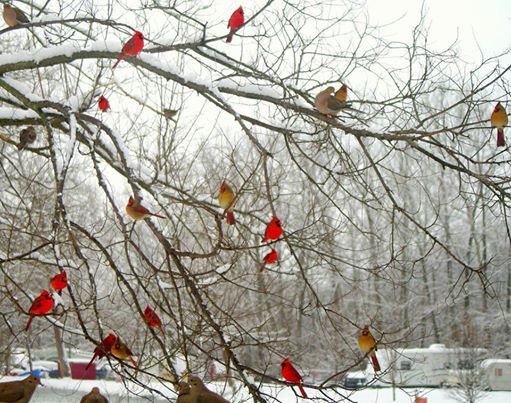 Snow - cardinals in tree - provided by Roland Allen