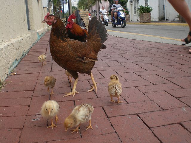 Key West - free roaming chicken family