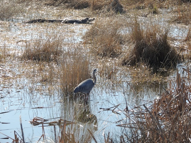Great Blue Heron warily eyeing an alligator