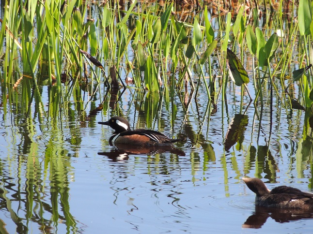 Hooded Merganser 