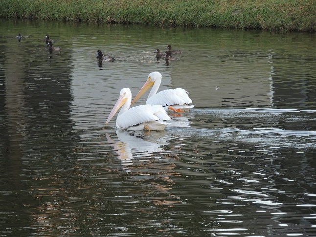 White Pelicans
