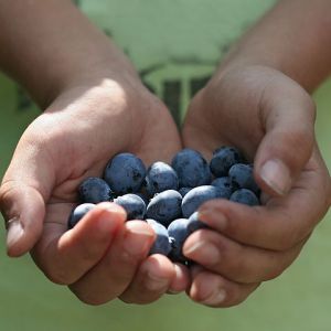 Blueberries - two handfuls