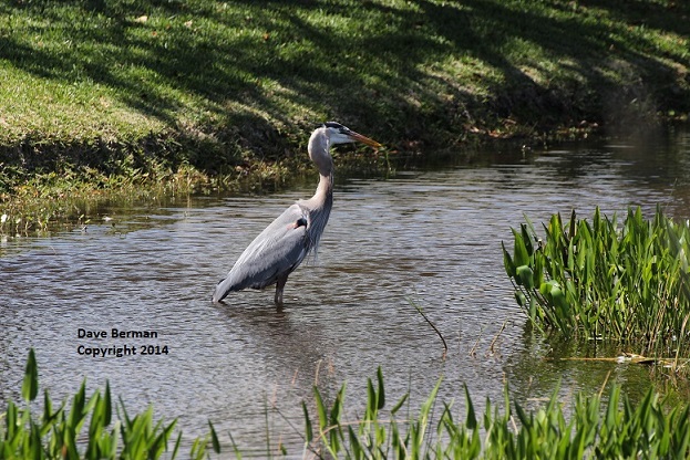 Great Blue Heron - Viera - April 2014 (1) - Copy