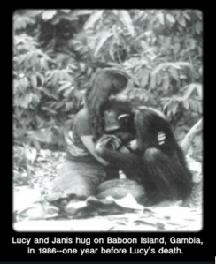 Lucy the chimpanzee and Janis Carter hugging2
