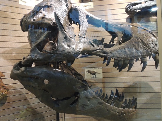 Dinosaur store and museum - Cocoa Beach - Nov. 15. 2014 009