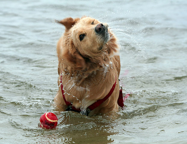 Shake it off - Golden Retriever shaking off water
