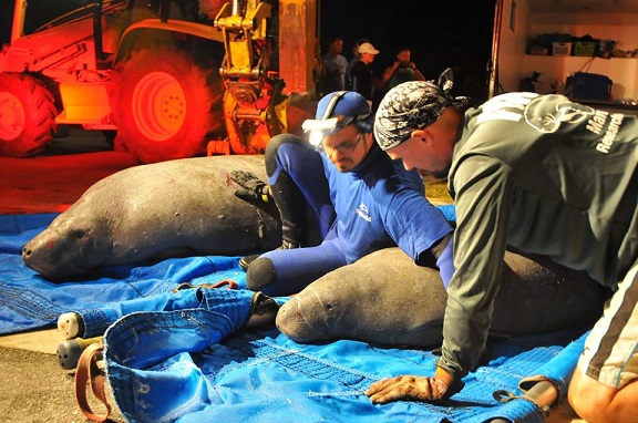 manatee - Malcolm Dennemark - 2-23-15