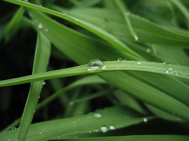 Dew on green plant