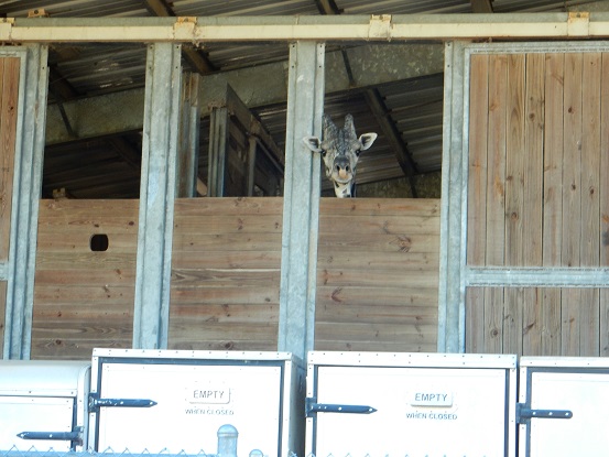 Brevard Zoo -12-12-15 (10)